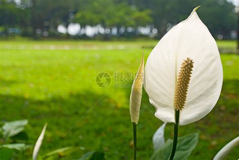 和平百合风水